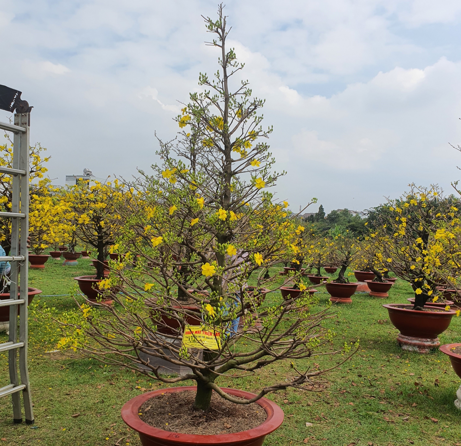 MAI GIẢO THỦ ĐỨC NGUYÊN THỦY